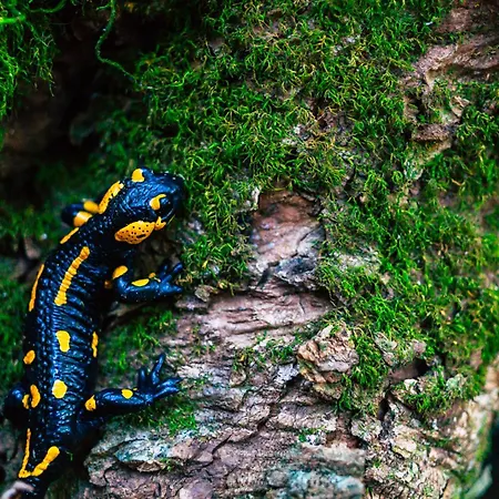 Apartamento Gombaszoeg