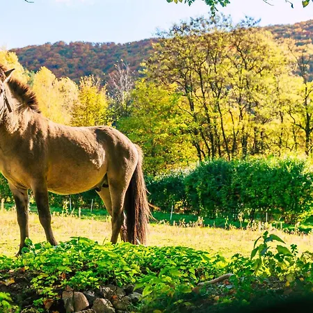 Gombaszög * Gombasek