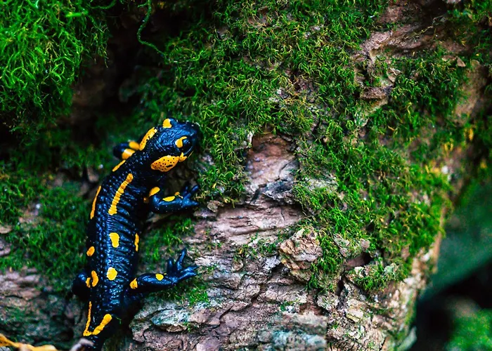 Appartement Gombaszoeg